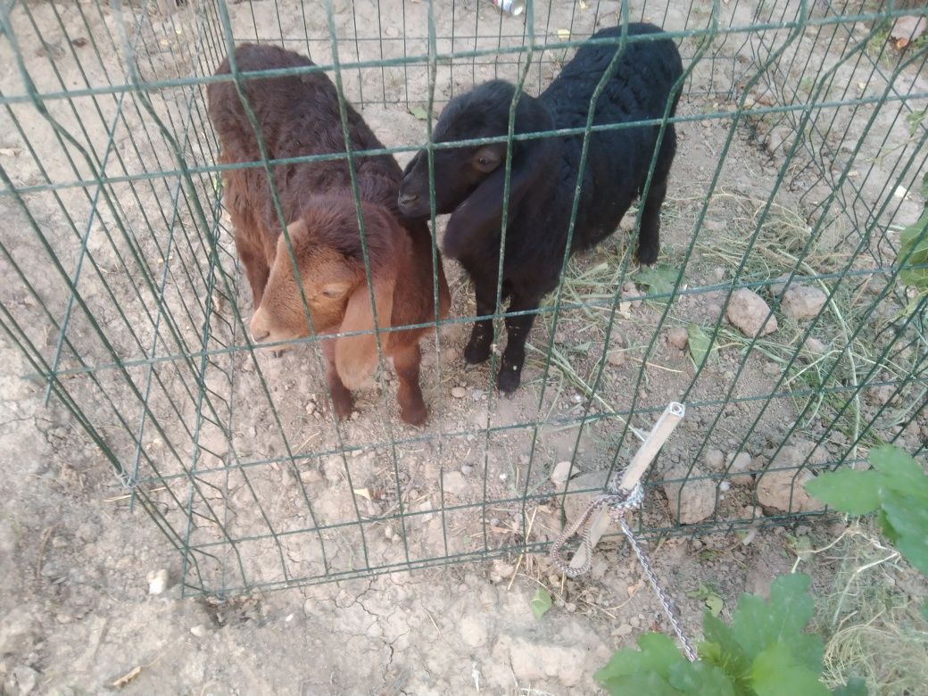 Qozichoqlar sotiladi