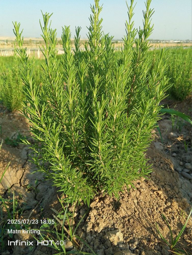 Lavanda optom narxda 30 mingdan boshlanadi