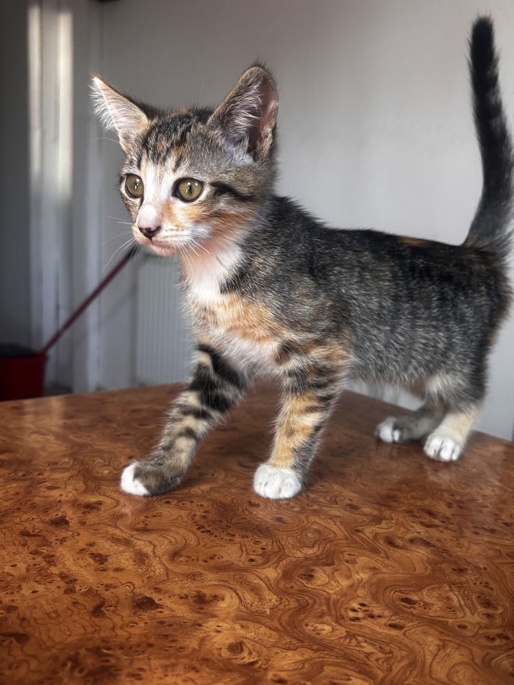 Pisicuta de adoptie