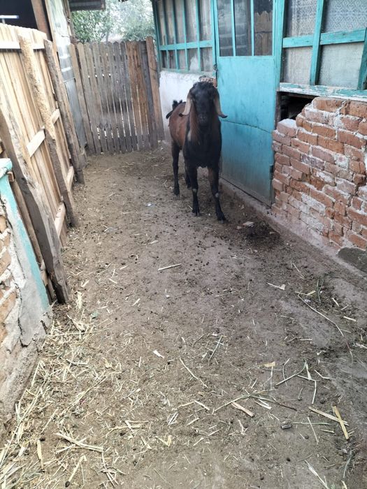 capre rasa anglonubiana