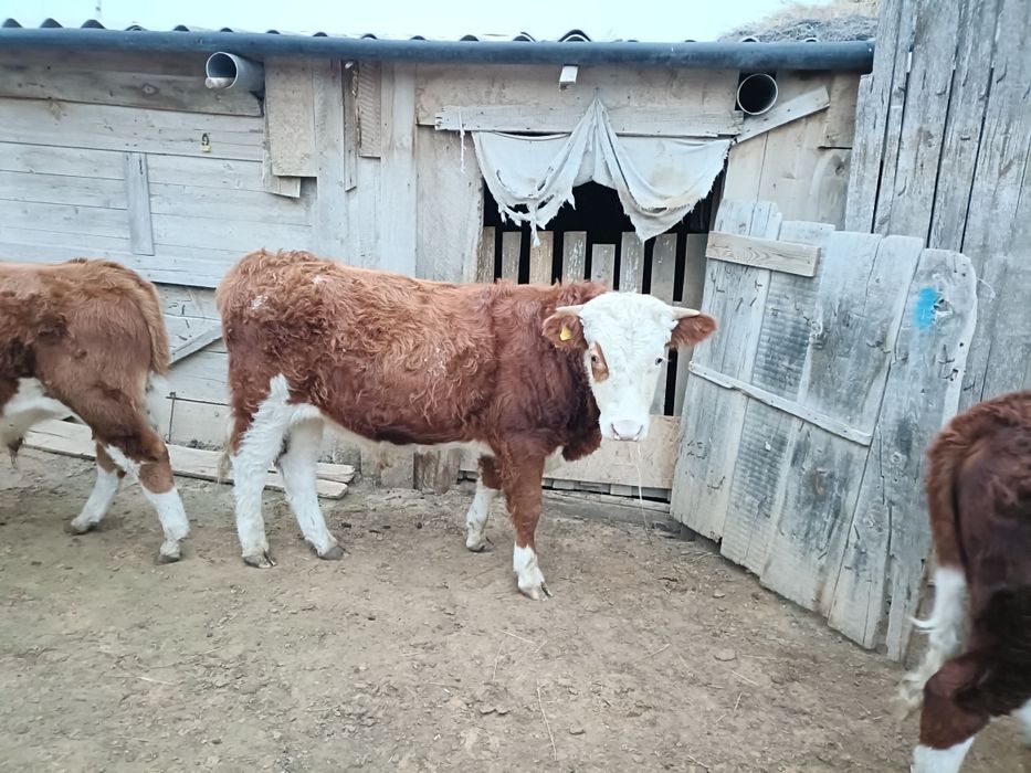 Баспақтар еркек (подсос)