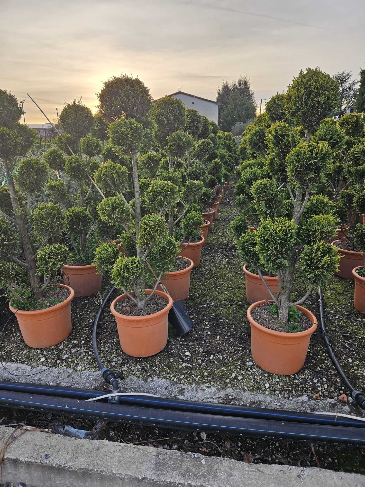 Plante Ornamentale