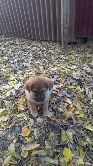 Щенки в добрые руки