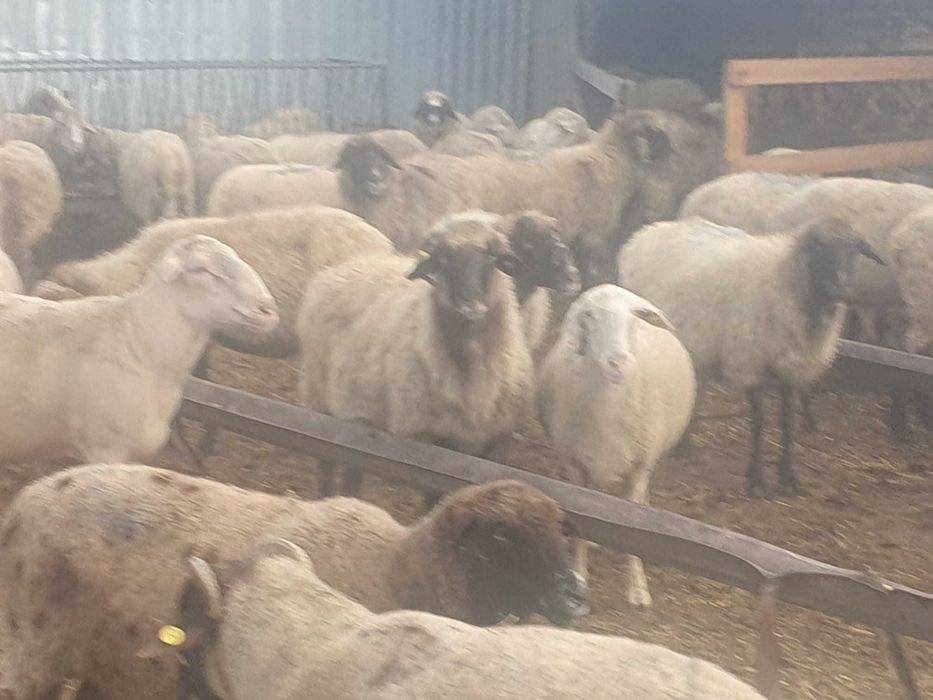 Vand 80 de oi de carne merinos, reforma