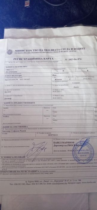 Продавам двойка Ара (мъжки и женски)