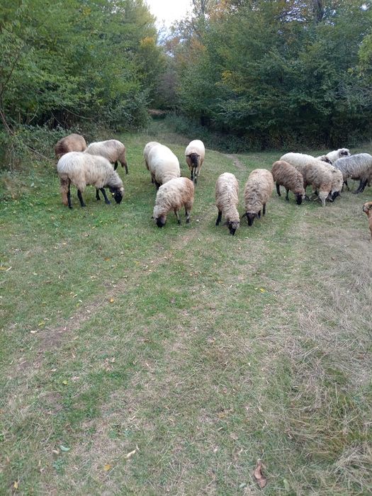 Vind oi si miei turcane