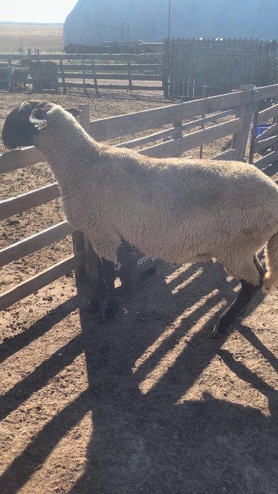 Berbeci de vânzare!