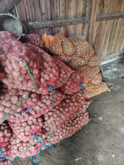 Cartofi pentru animale