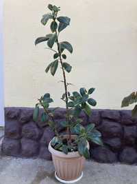Фикус, комнатное растение