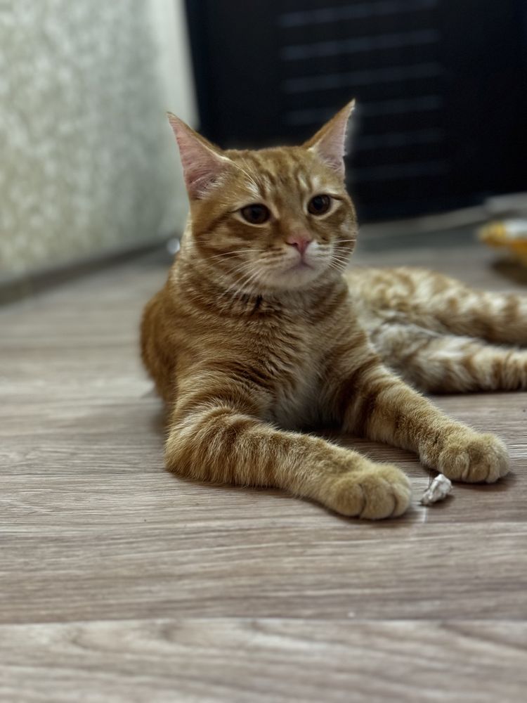 Orange cat, 1 year old