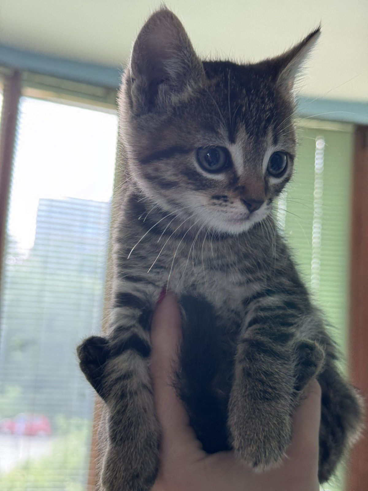 Котенца търсят своят дом
