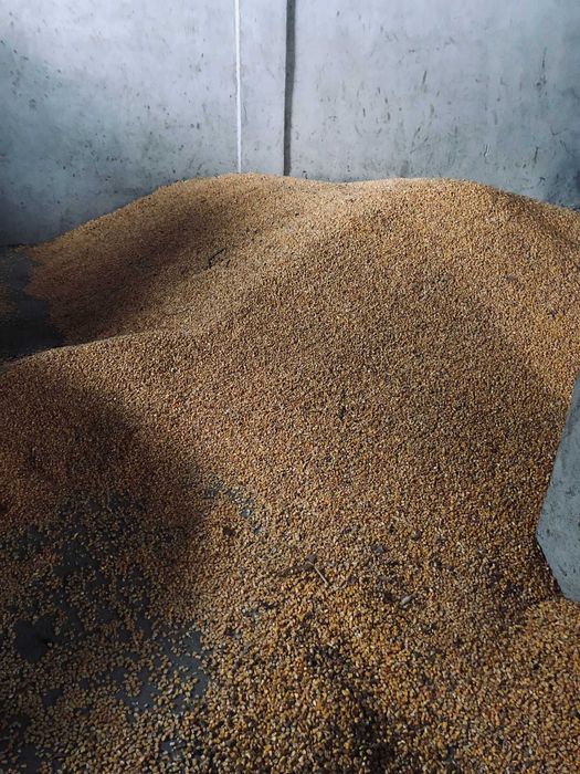Vand porumb, 1.50 lei/kg