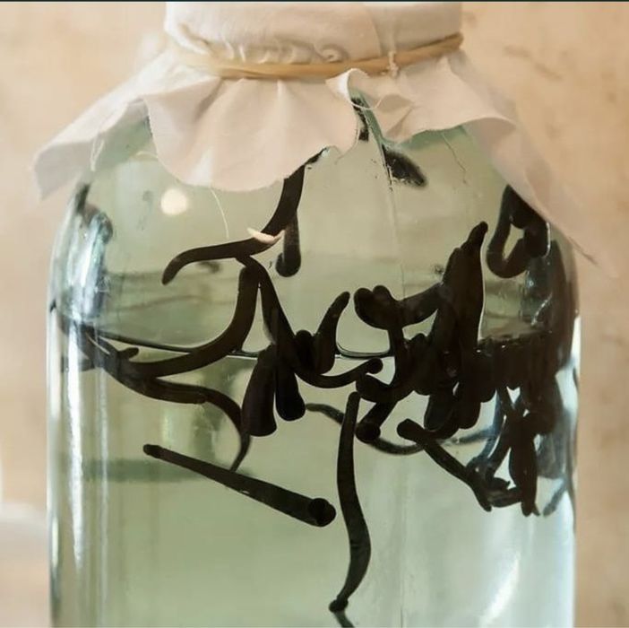 Пиявки оптом и в розницу