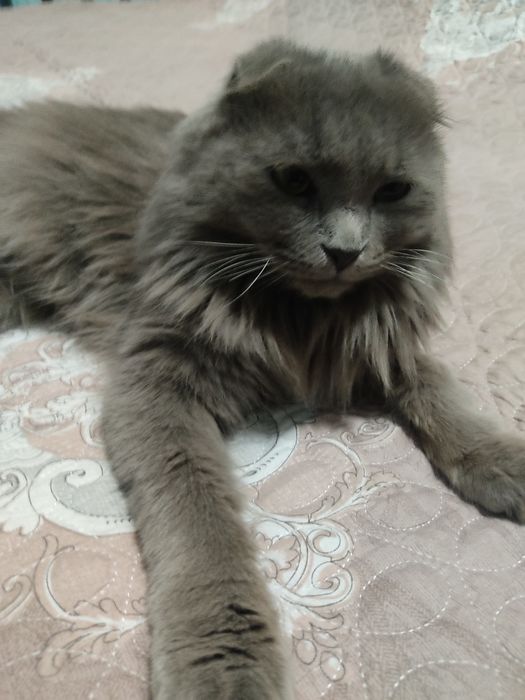 Mushuk Scottish fold