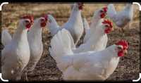 Vând găini albe ouatoare sau de taiat