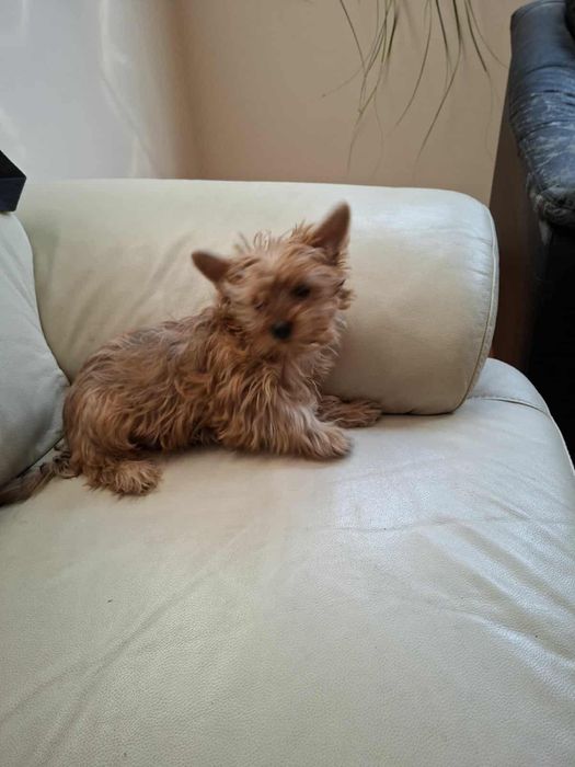 Йоркширски Териер