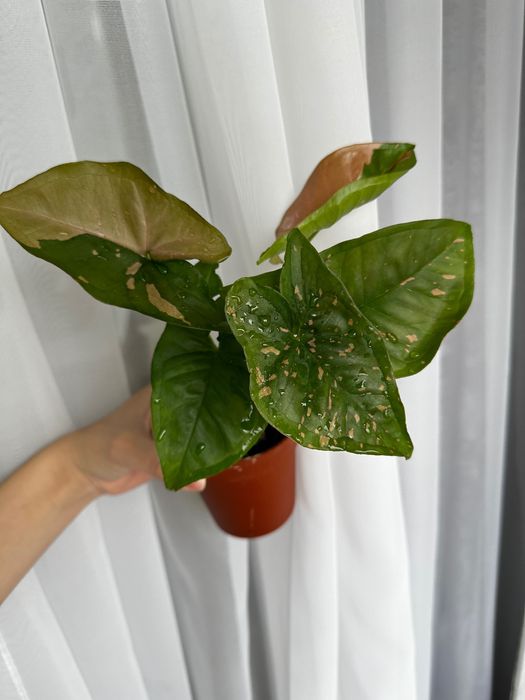 Сингониум Пинк сплэш и Рафидофора