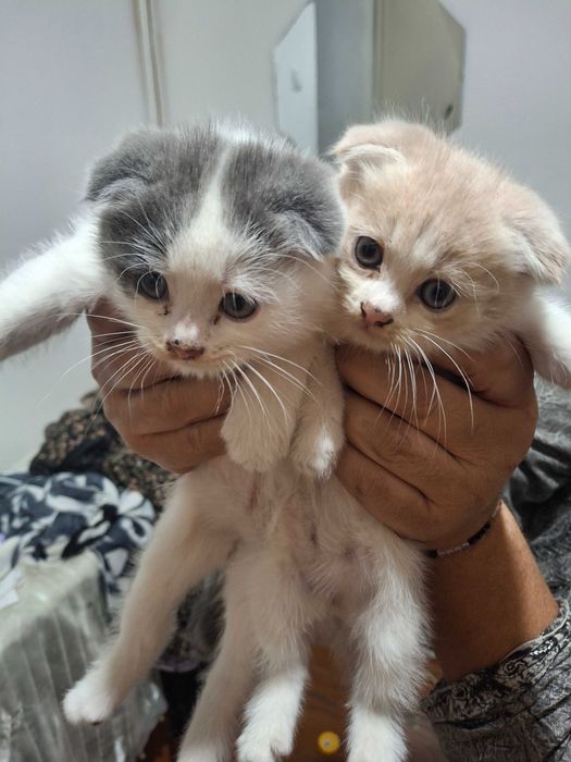Котята породистые