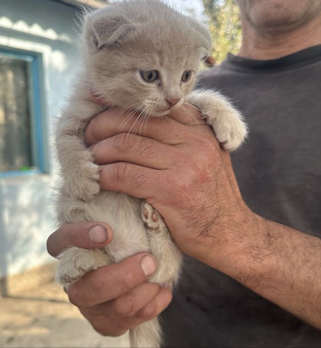 продаються котята мальчики