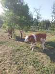 Vaca gestanta in 2 luni jumate si vitel de 3 luni jumate