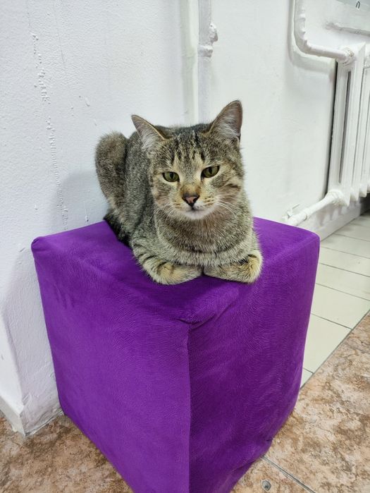 Кот мальчик в надёжные руки