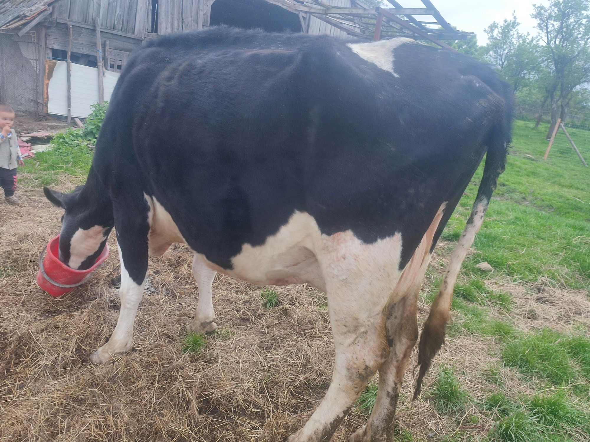 Vaca Holstein originala cu acte