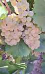 Struguri de vin productie 2025