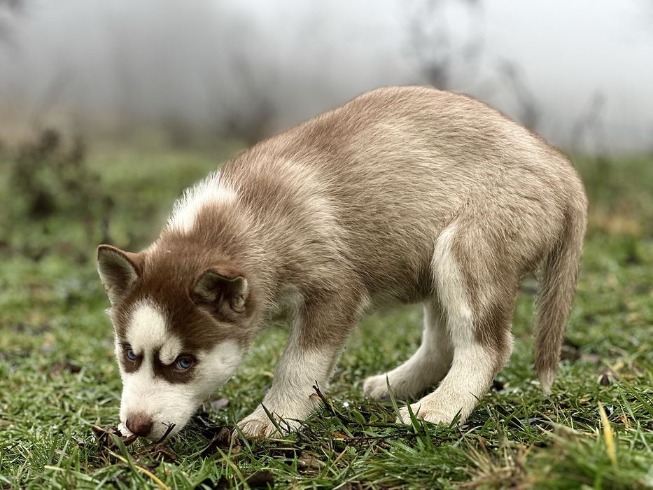 Femela husky(exemplar deosebit)!