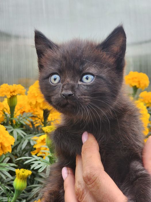 Отдам красивых котят