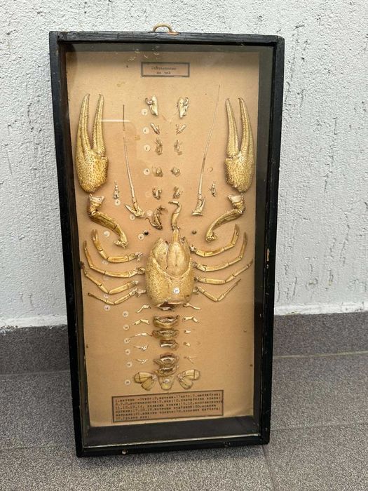 Соц Учебен Модел на Рак Разчленен Учтехпром