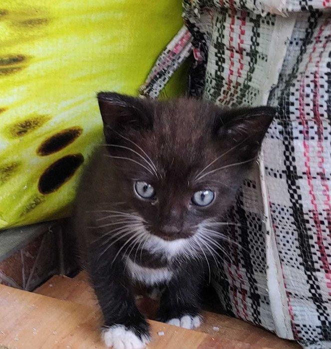 Ofer spre adopție pisicuțe