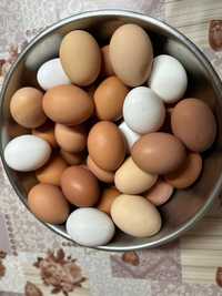 Ouă BIO de găină