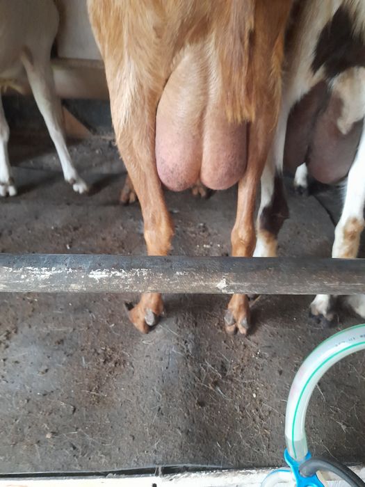 Vând 60 de capre cu lapte și tineret