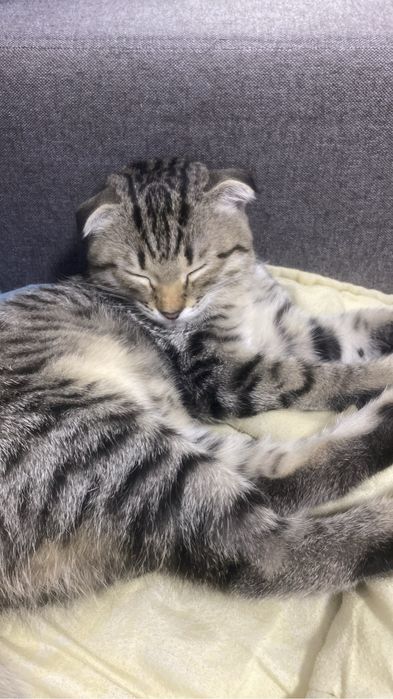 Кошка Скоттиш фолд