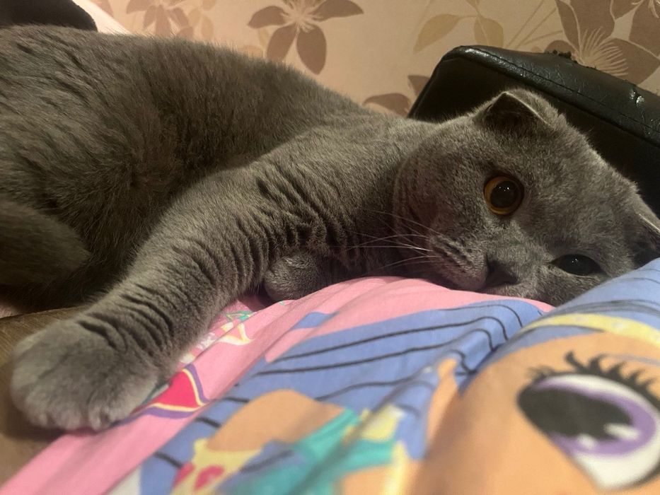 Британска клепоуха котка