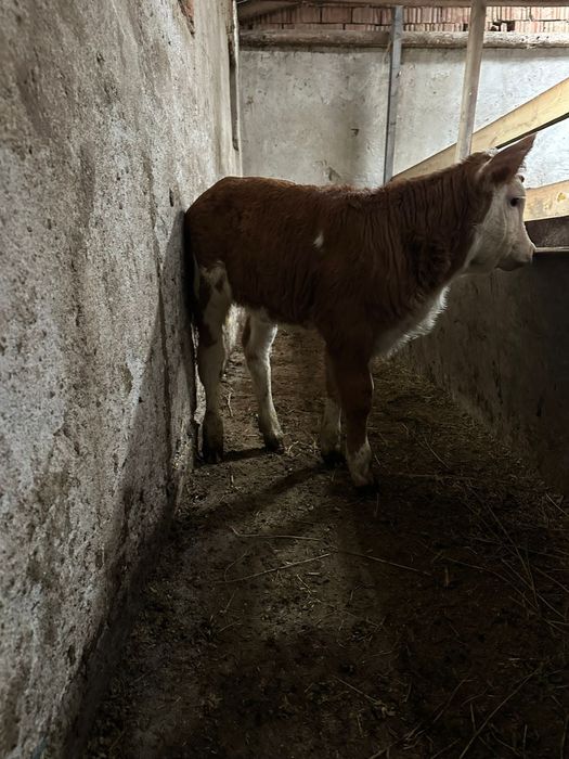 Vând o vițea de o luna jumate!