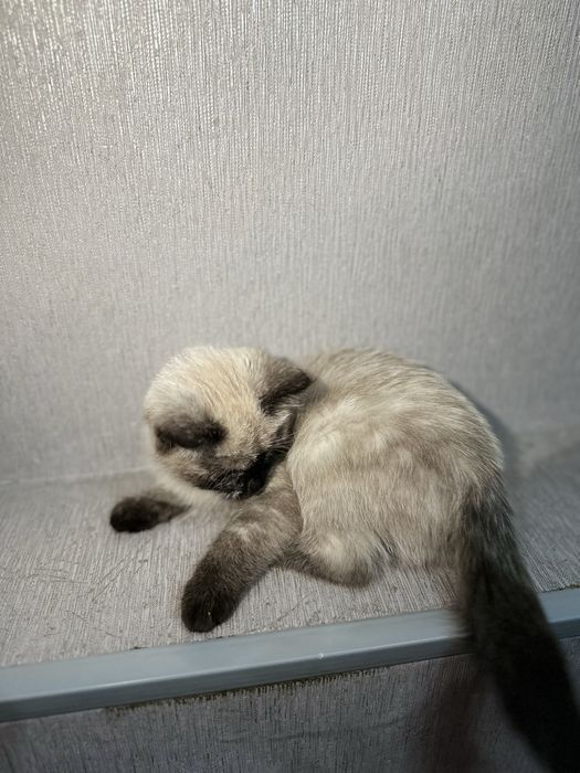 продается котёнок