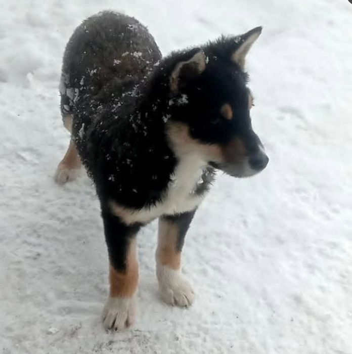 Щенку очень нужен дом!