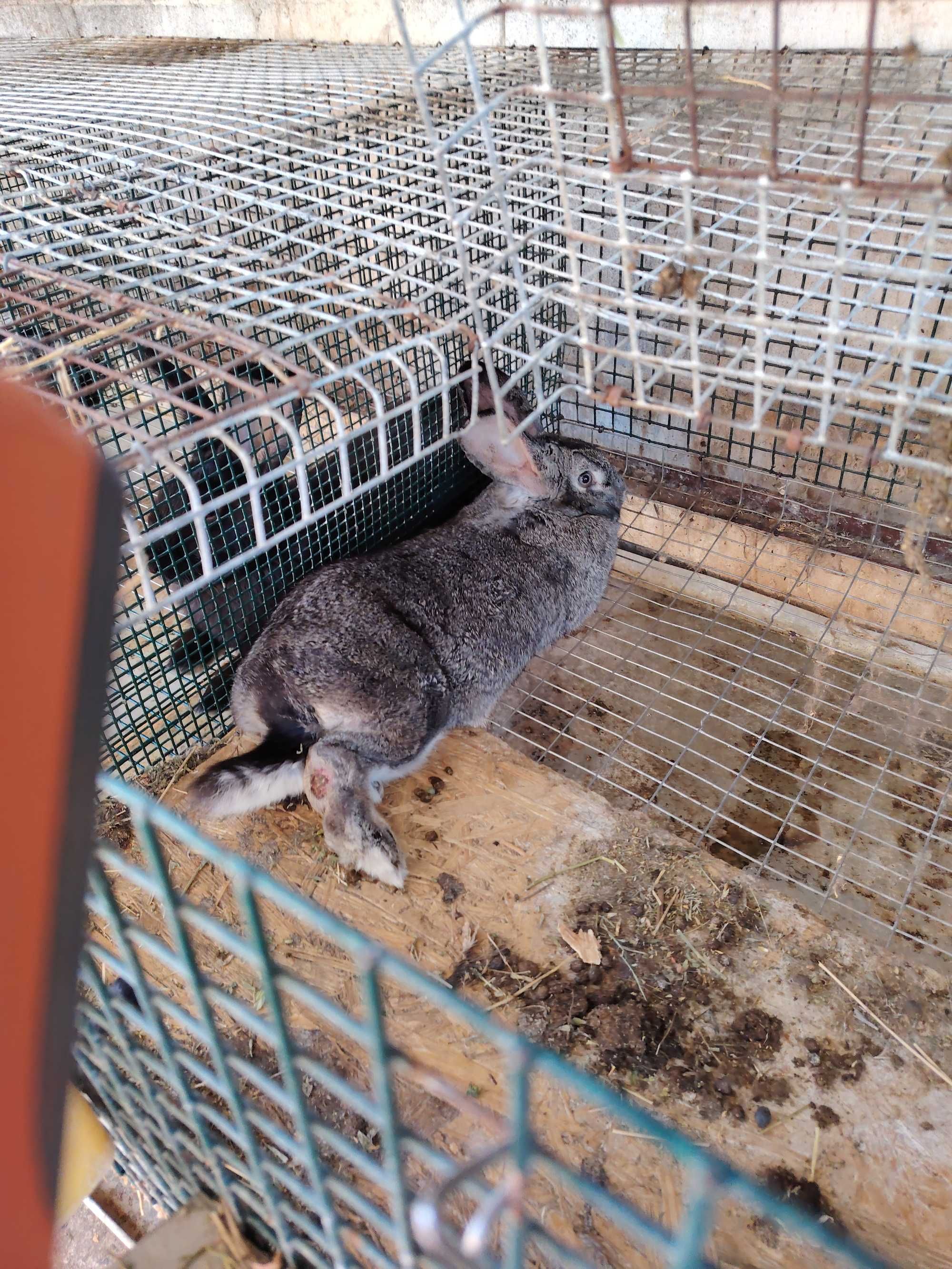 Продавам домашни зайци