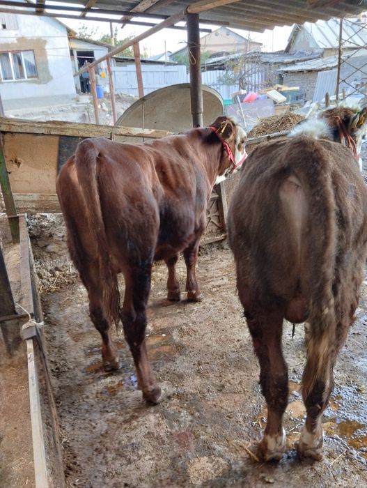 Assalom alekum 2 ta grefort buqalar sotiladi