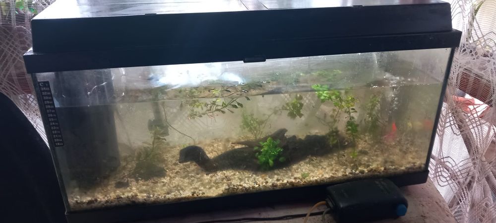 Acvariu juwel 80l