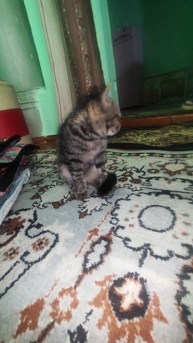 ИЩУ ХОЗЯИНА кота в термезе