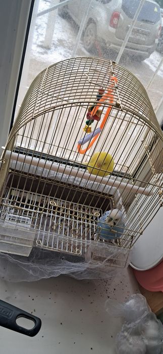 Продаётся пара попугаев