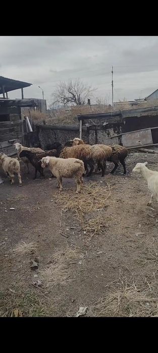 Айырбас қой ешкі