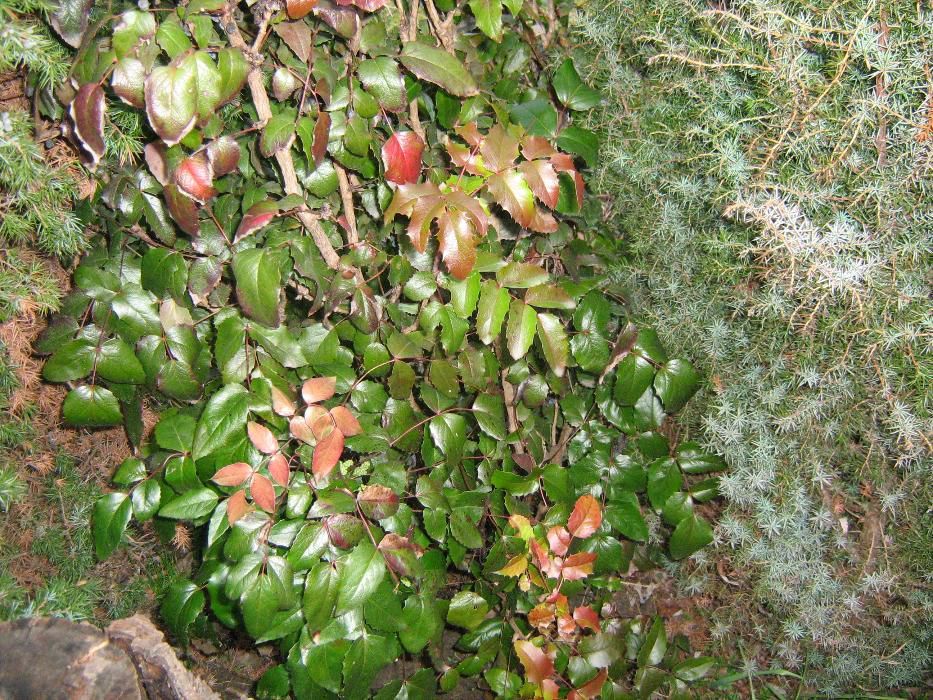 vand butasi ornamentali