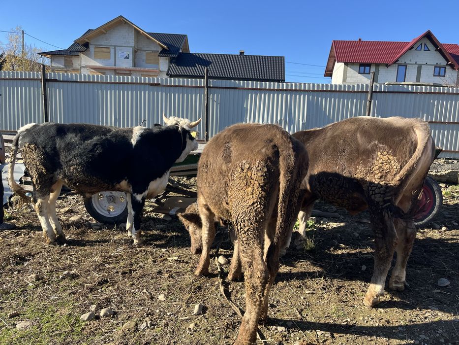 Vand vitei, in jur de un an,