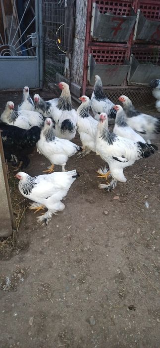 Cocoși brahma de vanzare