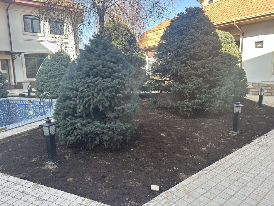 Газоны рулонные