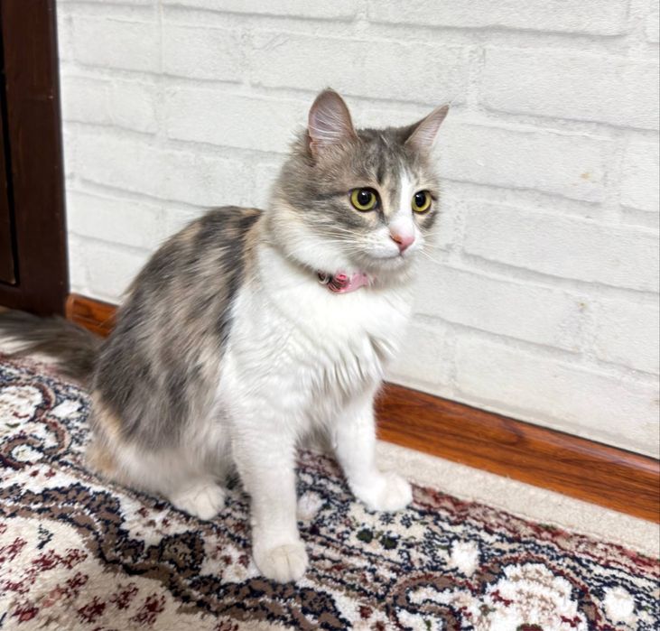 Mushuk hadya qilaman ! Shunchaki tepa tekinga