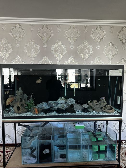 Akvarium 1 tonnalik tagida sampoviy sistemasi bilan